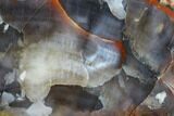 Vibrantly Colored, Polished Petrified Wood Section - Arizona #113378-2